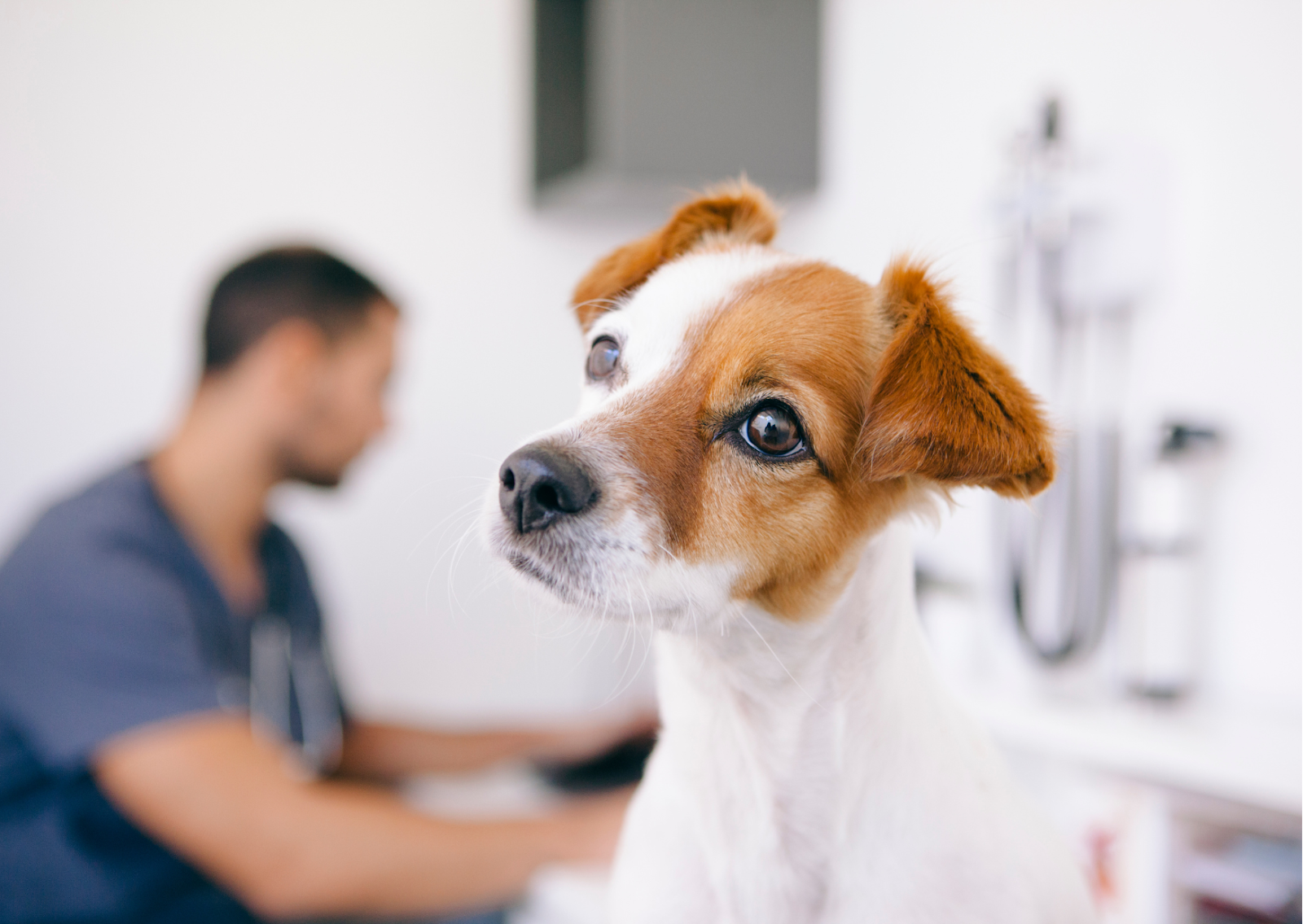 犬と猫の眼瞼腫瘤について｜まぶたのできものに注意！