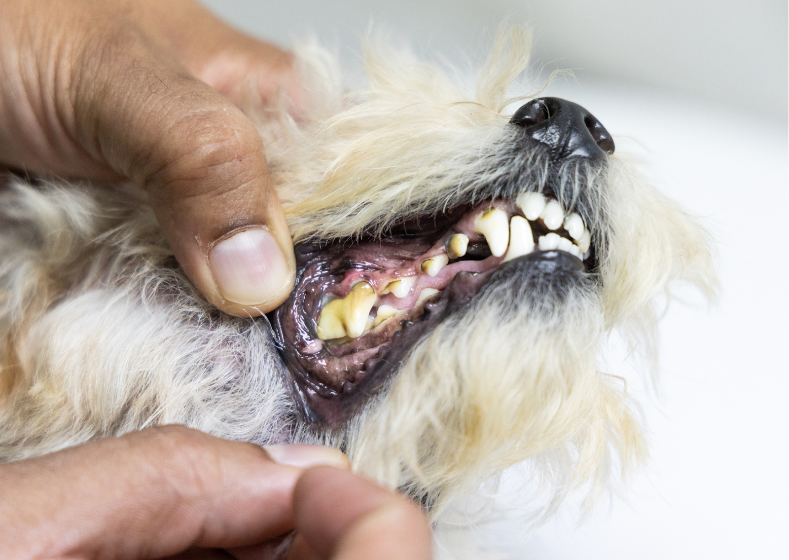 犬のエナメル質形成不全｜歯がボロボロに！？