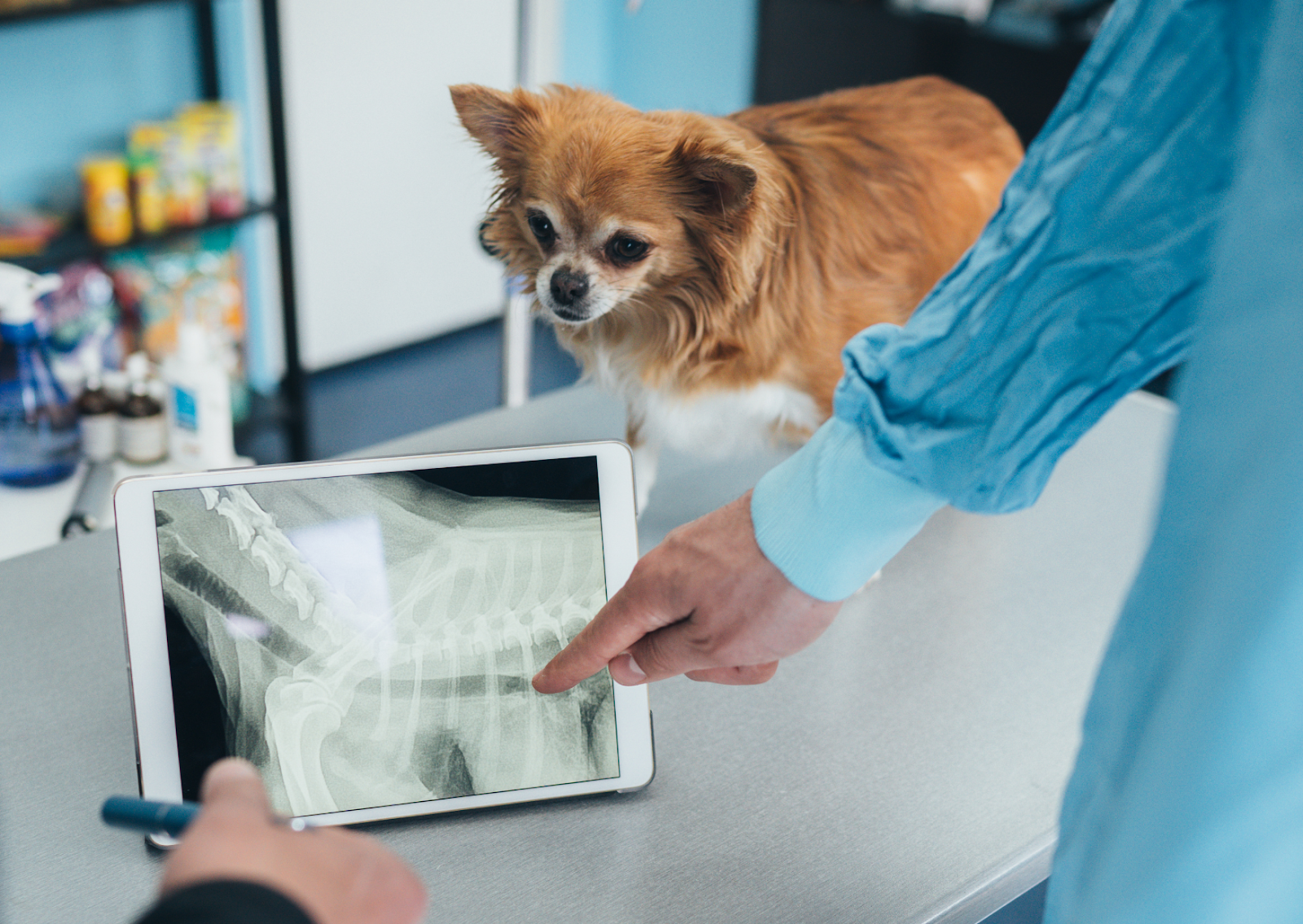 犬や猫の健康診断で知っておきたいこと｜心電図、血圧、レントゲン、エコー検査のご紹介