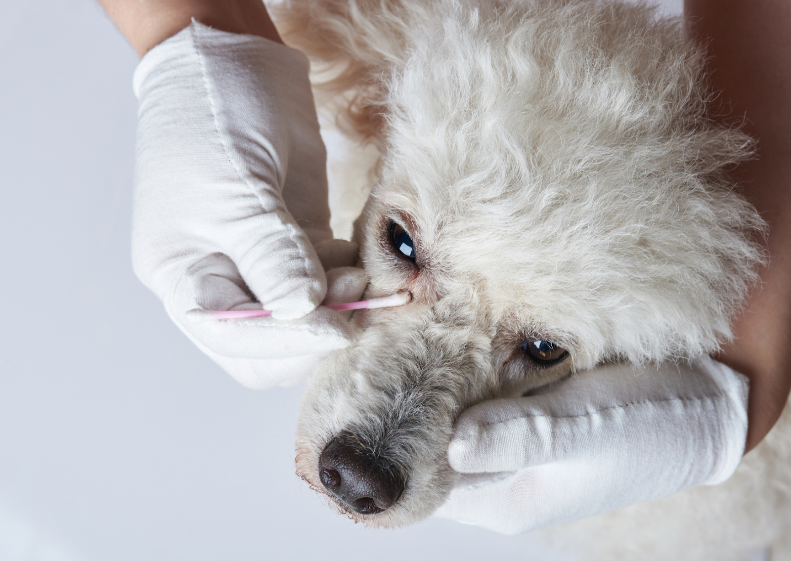 犬の目の健康を守る｜犬の目やにが増える原因と対処法について