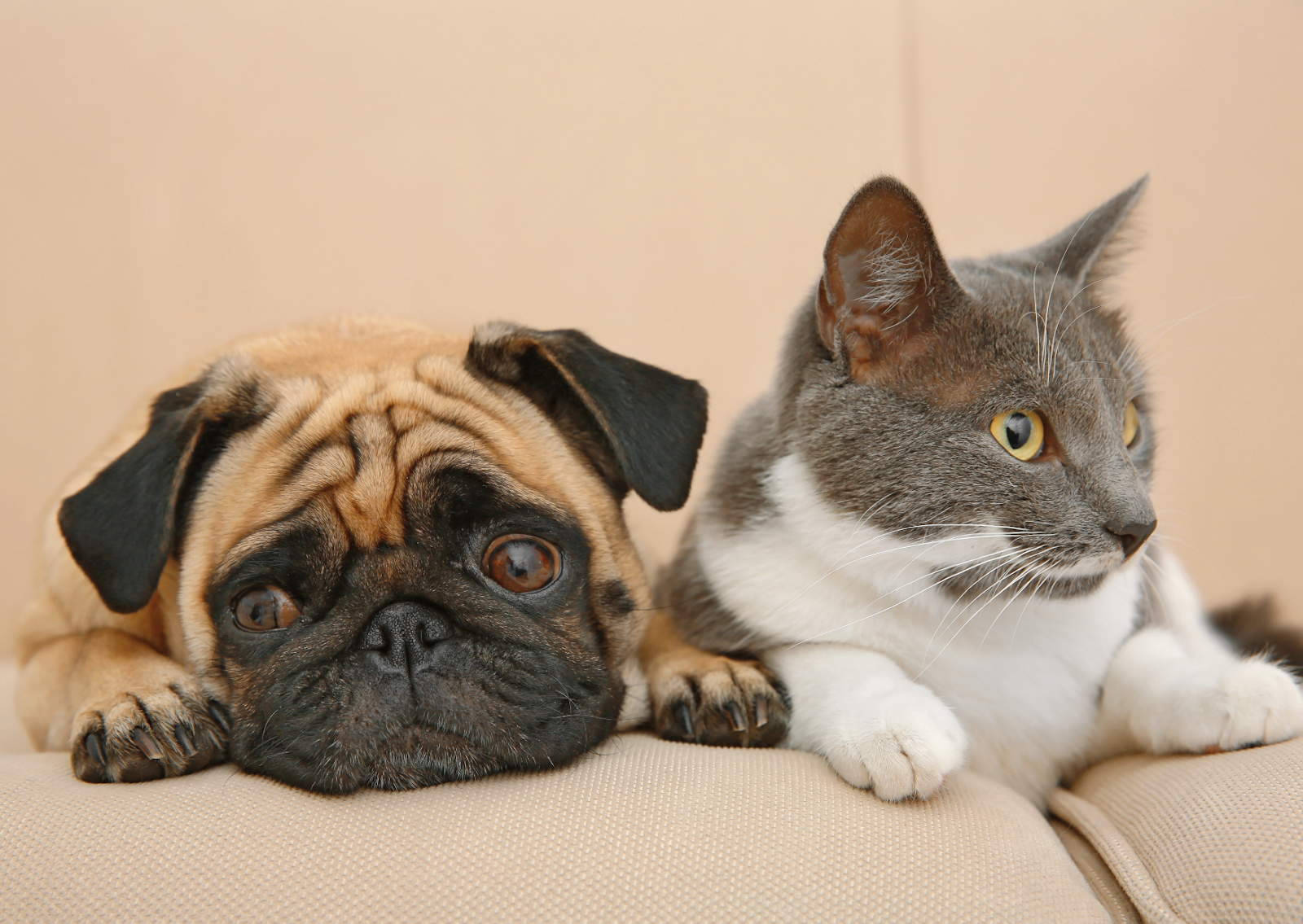 病気の予防にも効果的｜犬と猫の避妊手術について