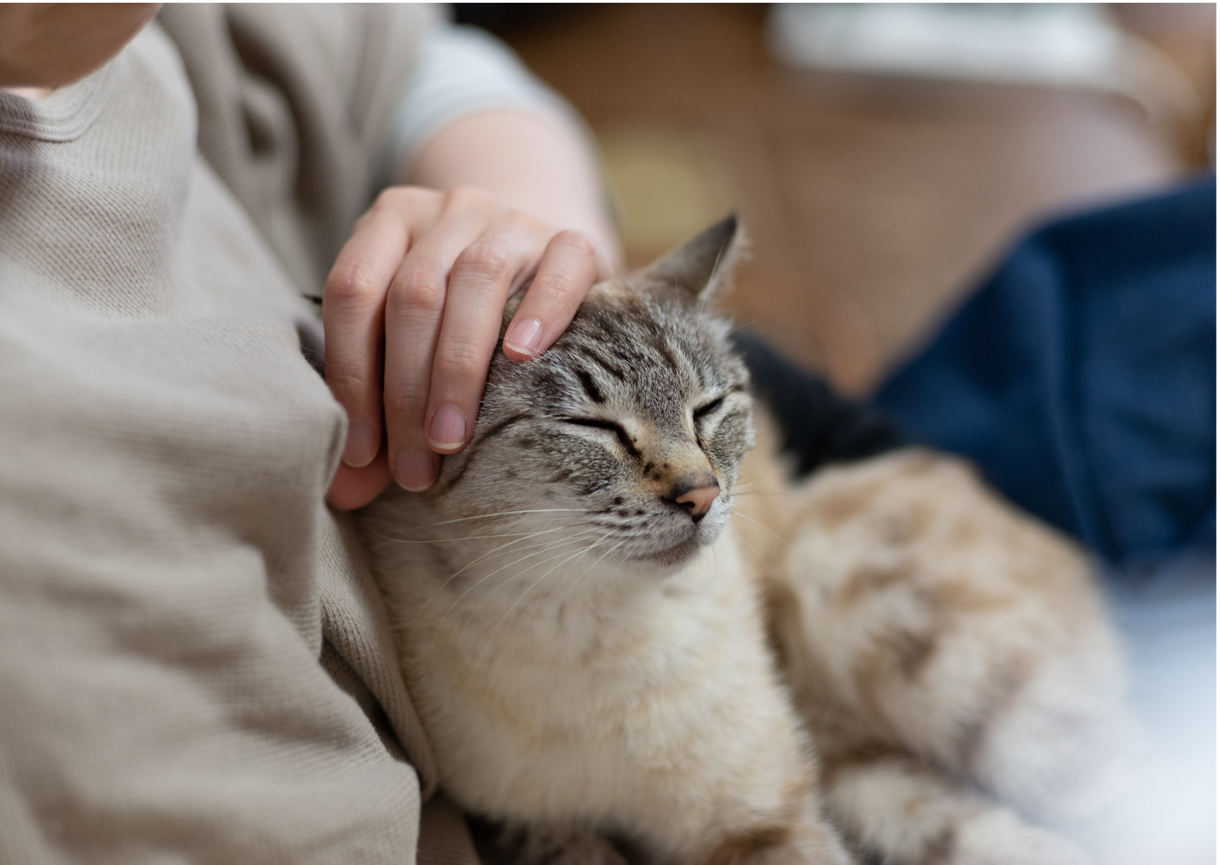 犬と猫のてんかんについて｜突然倒れた！？てんかん？心臓病？原因と対処法を解説！