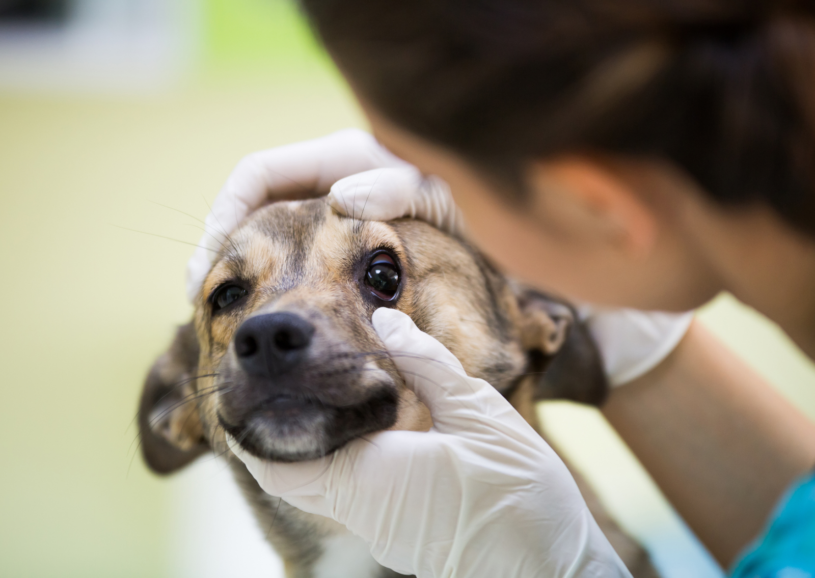 犬や猫の眼窩腫瘍について｜目が飛び出ていたら病気かも？